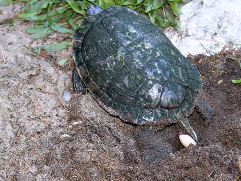 turtle laying eggs at GarLyn Zoo